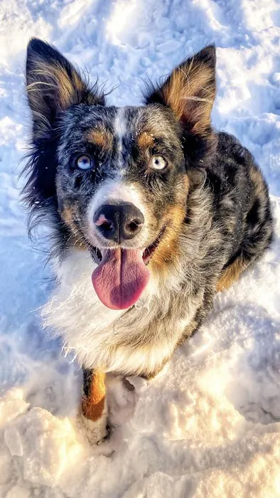 Lake Wissota Animal Hospital 12