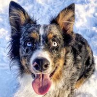 Lake Wissota Animal Hospital ico