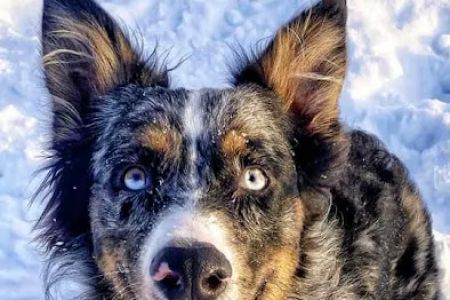Lake Wissota Animal Hospital