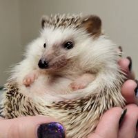 Kindness Animal Hospital ico