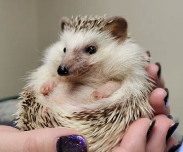Kindness Animal Hospital