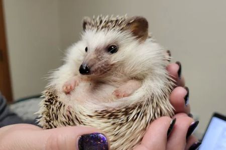 Kindness Animal Hospital