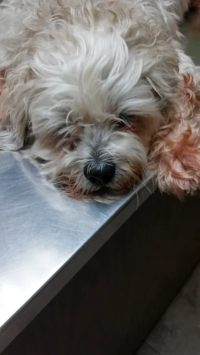 Kindness Animal Hospital 12