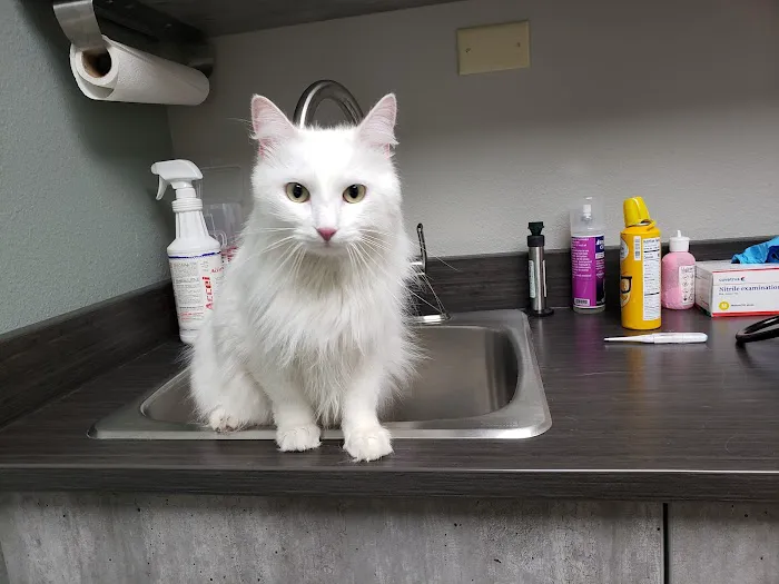 Kindness Animal Hospital 12