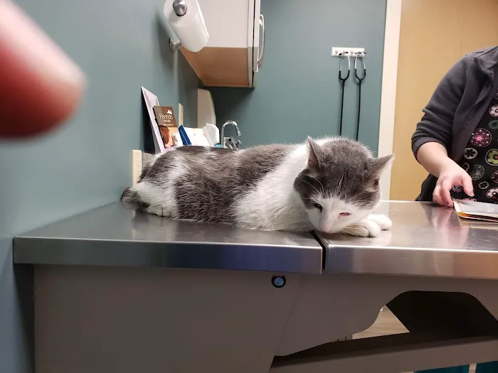 Northside Pet Hospital 12