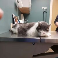 Northside Pet Hospital ico