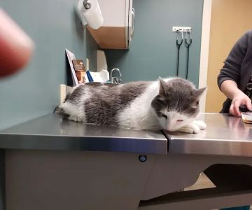 Northside Pet Hospital