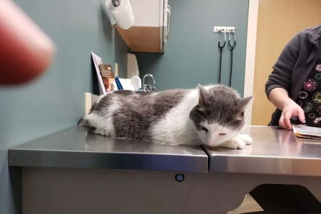 Northside Pet Hospital