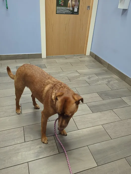 Northside Pet Hospital 12