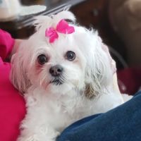 Twin Pines Veterinary Clinic ico