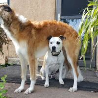 Grantsburg Animal Hospital ico