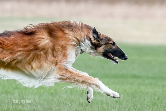 Grantsburg Animal Hospital 12