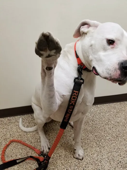 Clearwater Animal Hospital 12