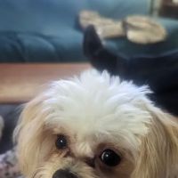 Clearwater Animal Hospital ico