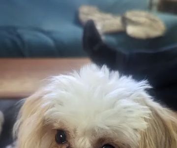 Clearwater Animal Hospital