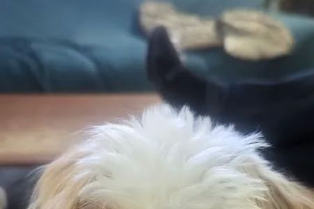 Clearwater Animal Hospital