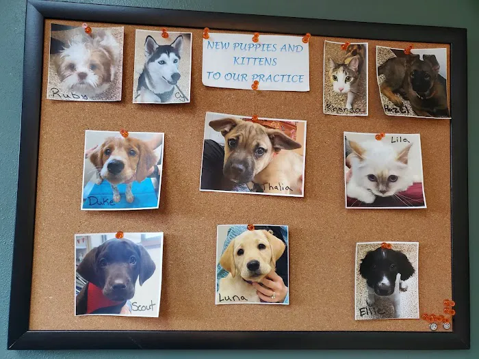 Clearwater Animal Hospital 12