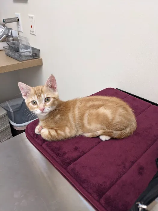 Clearwater Animal Hospital 12