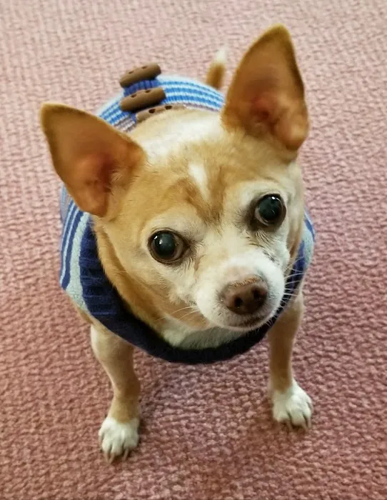 Annandale Veterinary Clinic 12