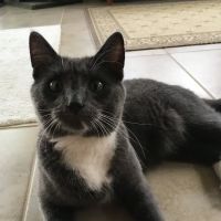 Annandale Veterinary Clinic ico