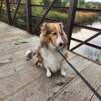 Boysen Animal Hospital PA ico