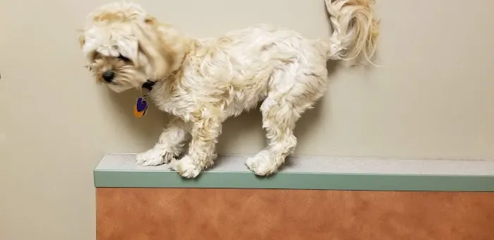 St Joseph Veterinary Clinic 5