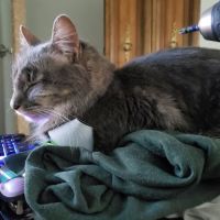 Purple Cat Vet - Eau Claire, WI ico