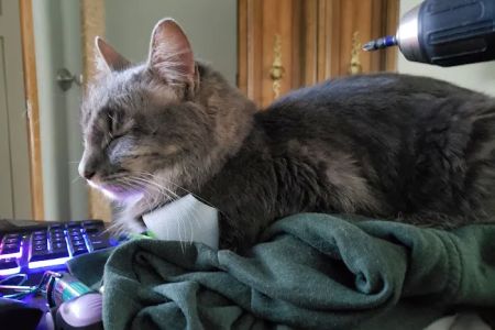 Purple Cat Vet - Eau Claire, WI