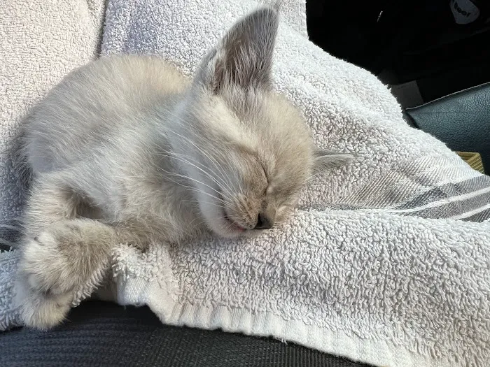 Purple Cat Vet - Eau Claire, WI 12