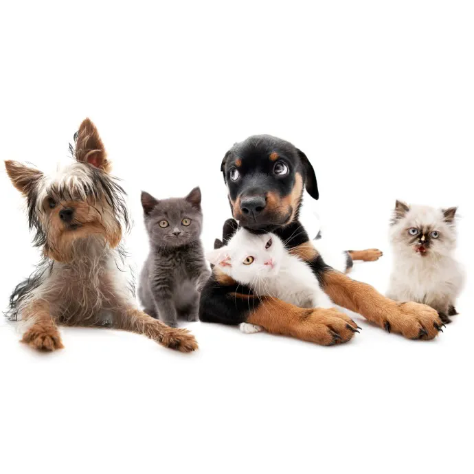 Ark Animal Hospital 12