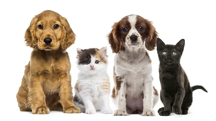 Ark Animal Hospital 12