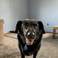 Allied Veterinary Emergency & Referral ico