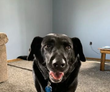 Allied Veterinary Emergency & Referral