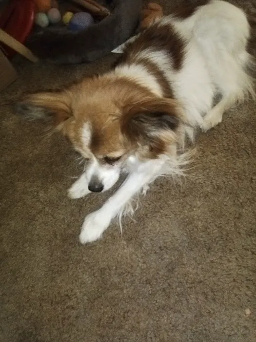 Oakwood Hills Animal Hospital 12