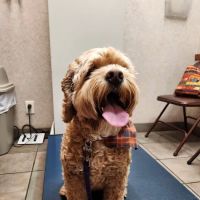 Oakwood Hills Animal Hospital ico