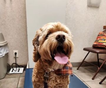 Oakwood Hills Animal Hospital