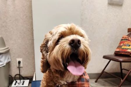 Oakwood Hills Animal Hospital