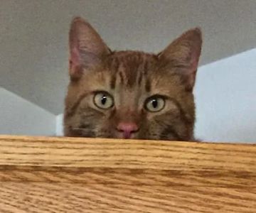 Oakwood Hills Animal Hospital: Leavitt Todd DVM