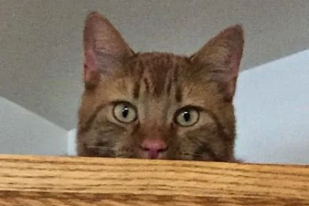 Oakwood Hills Animal Hospital: Leavitt Todd DVM