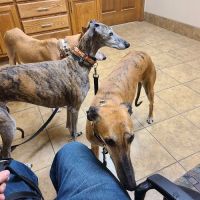 Eau Claire Animal Hospital ico