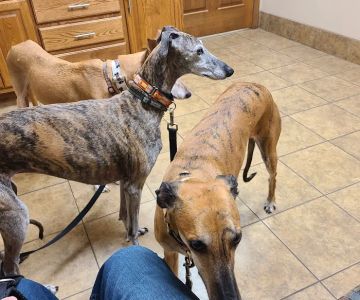 Eau Claire Animal Hospital