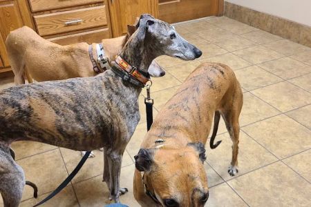 Eau Claire Animal Hospital