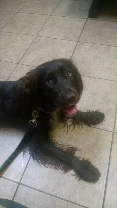 Eau Claire Animal Hospital 12