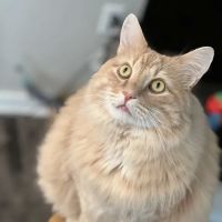 Healthy Pet Altoona ico