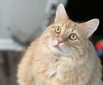 Healthy Pet Altoona