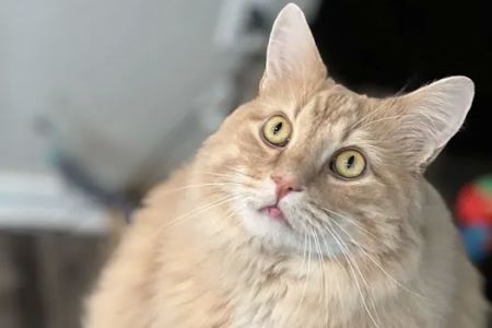 Healthy Pet Altoona