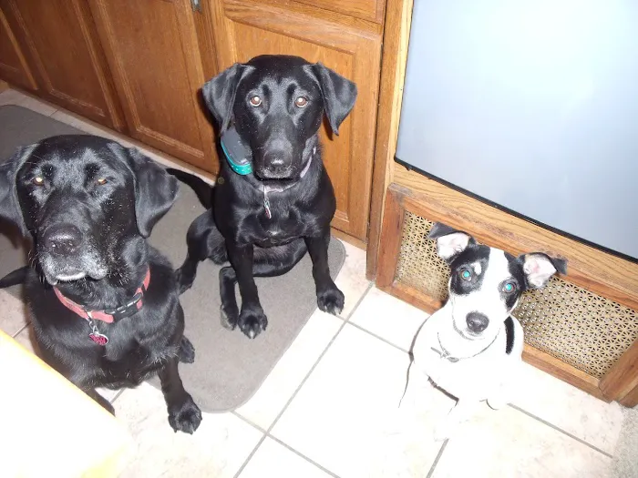 Heritage Pet Hospital 12