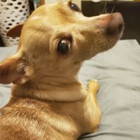Quarry Hill Park Animal Hospital ico
