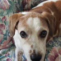 Predmore Veterinary Clinic ico