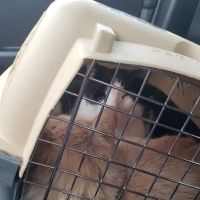 Med City Animal Hospital ico